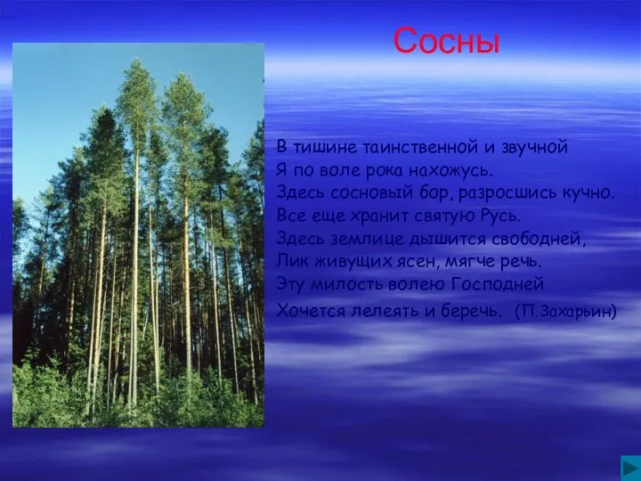 Сосны В тишине таинственной и звучной Я по воле рока