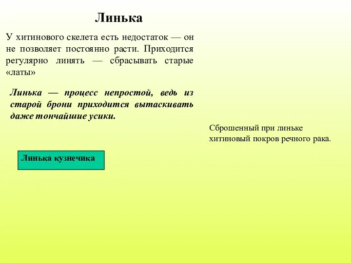 Линька У хитинового скелета есть недостаток — он не позволяет