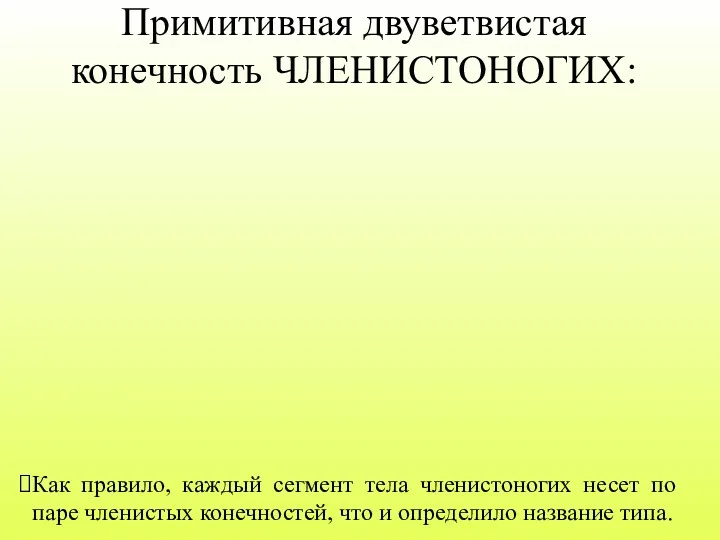 Примитивная двуветвистая конечность ЧЛЕНИСТОНОГИХ: Как правило, каждый сегмент тела членистоногих