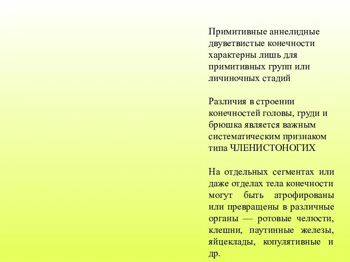 Примитивные аннелидные двуветвистые конечности характерны лишь для примитивных групп или