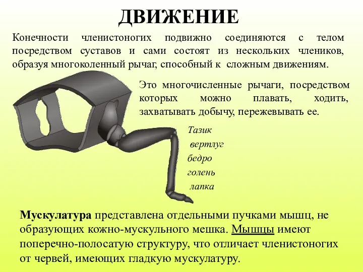 Конечности членистоногих подвижно соединяются с телом посредством суставов и сами