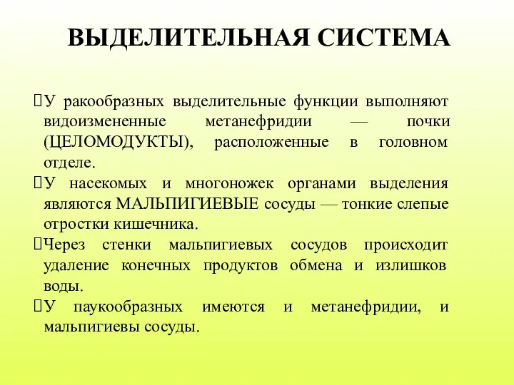 ВЫДЕЛИТЕЛЬНАЯ СИСТЕМА У ракообразных выделительные функции выполняют видоизмененные метанефридии —