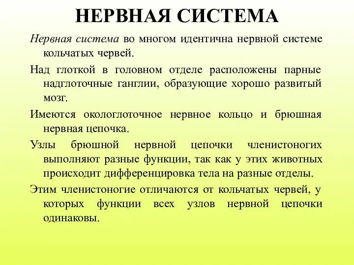 НЕРВНАЯ СИСТЕМА Нервная система во многом идентична нервной системе кольчатых