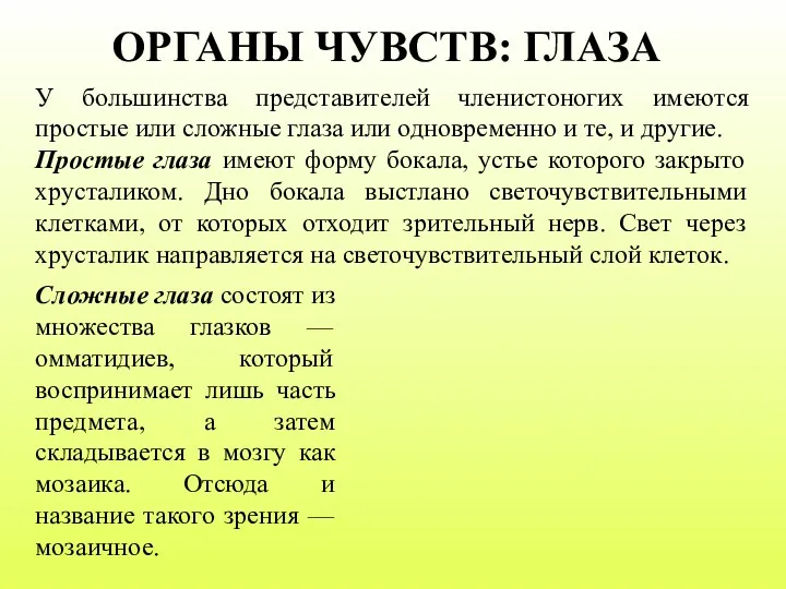 ОРГАНЫ ЧУВСТВ: ГЛАЗА У большинства представителей членистоногих имеются простые или