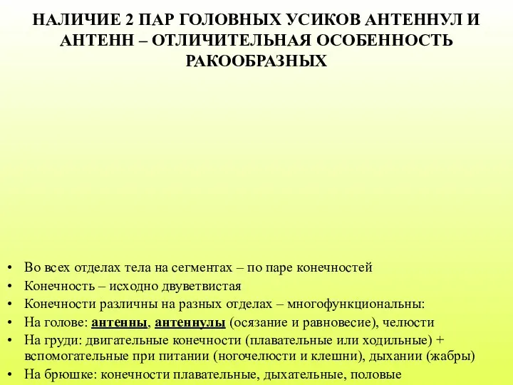 Во всех отделах тела на сегментах – по паре конечностей