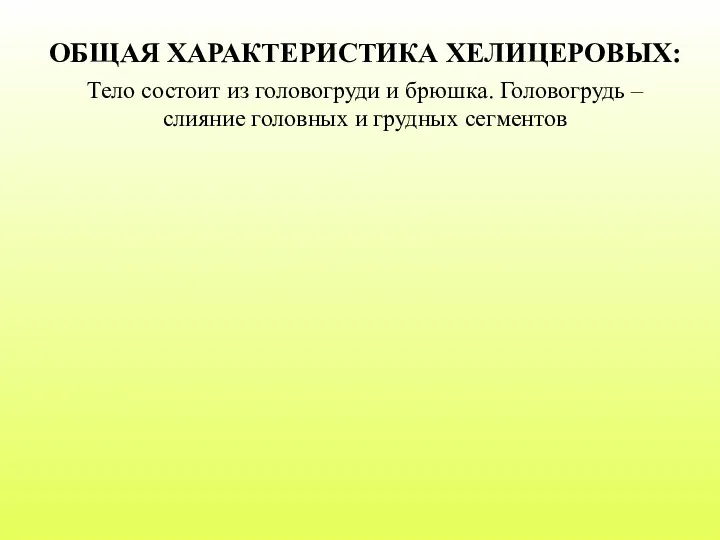 Тело состоит из головогруди и брюшка. Головогрудь – слияние головных и грудных сегментов ОБЩАЯ ХАРАКТЕРИСТИКА ХЕЛИЦЕРОВЫХ: