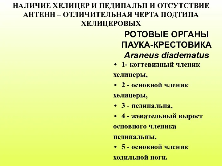 РОТОВЫЕ ОРГАНЫ ПАУКА-КРЕСТОВИКА Araneus diadematus 1- когтевидный членик хелицеры, 2