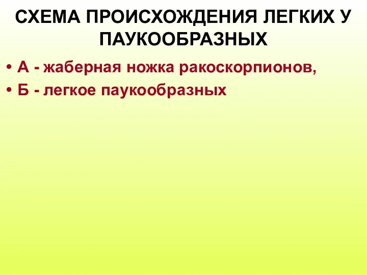 СХЕМА ПРОИСХОЖДЕНИЯ ЛЕГКИХ У ПАУКООБРАЗНЫХ А - жаберная ножка ракоскорпионов, Б - легкое паукообразных