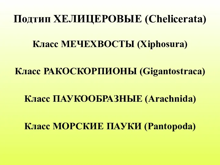 Подтип ХЕЛИЦЕРОВЫЕ (Chelicerata) Класс МЕЧЕХВОСТЫ (Xiphosura) Класс РАКОСКОРПИОНЫ (Gigantostraca) Класс ПАУКООБРАЗНЫЕ (Arachnida) Класс МОРСКИЕ ПАУКИ (Pantopoda)