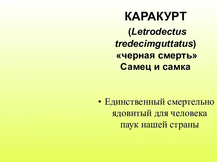 КАРАКУРТ (Letrodectus tredecimguttatus) «черная смерть» Самец и самка Единственный смертельно ядовитый для человека паук нашей страны