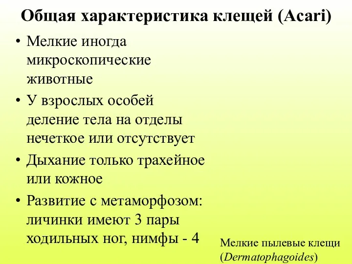 Общая характеристика клещей (Acari) Мелкие иногда микроскопические животные У взрослых