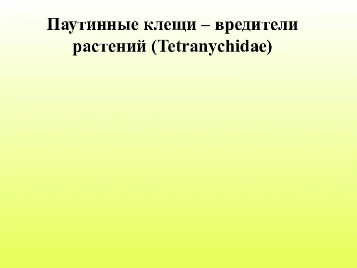 Паутинные клещи – вредители растений (Tetranychidae)