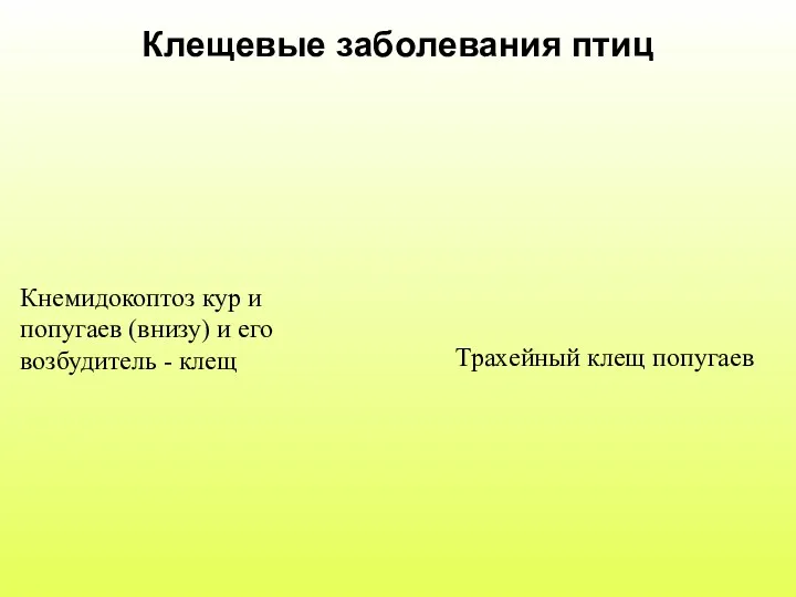 Клещевые заболевания птиц Трахейный клещ попугаев Кнемидокоптоз кур и попугаев (внизу) и его возбудитель - клещ