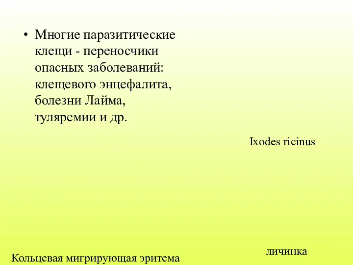 Многие паразитические клещи - переносчики опасных заболеваний: клещевого энцефалита, болезни