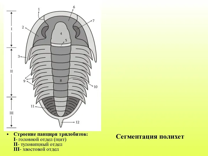 Строение панциря трилобитов: I- головной отдел (щит) II- туловищный отдел III- хвостовой отдел Сегментация полихет