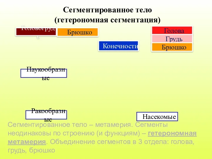 Сегментированное тело (гетерономная сегментация) Голова Брюшко Головогрудь Грудь Брюшко Насекомые