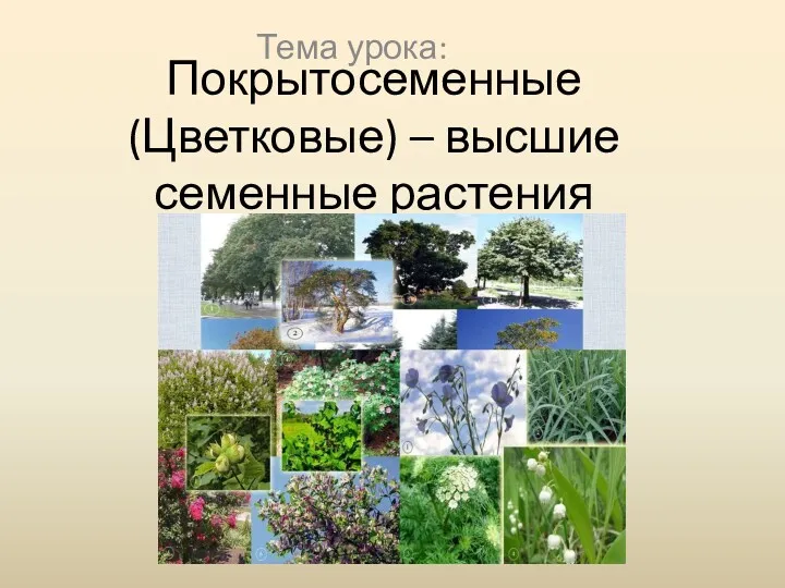 Покрытосеменные (Цветковые) – высшие семенные растения Тема урока:
