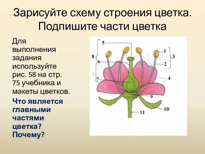 Зарисуйте схему строения цветка. Подпишите части цветка Для выполнения задания