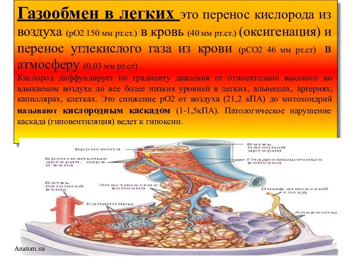 Газообмен в легких это перенос кислорода из воздуха (рО2 150