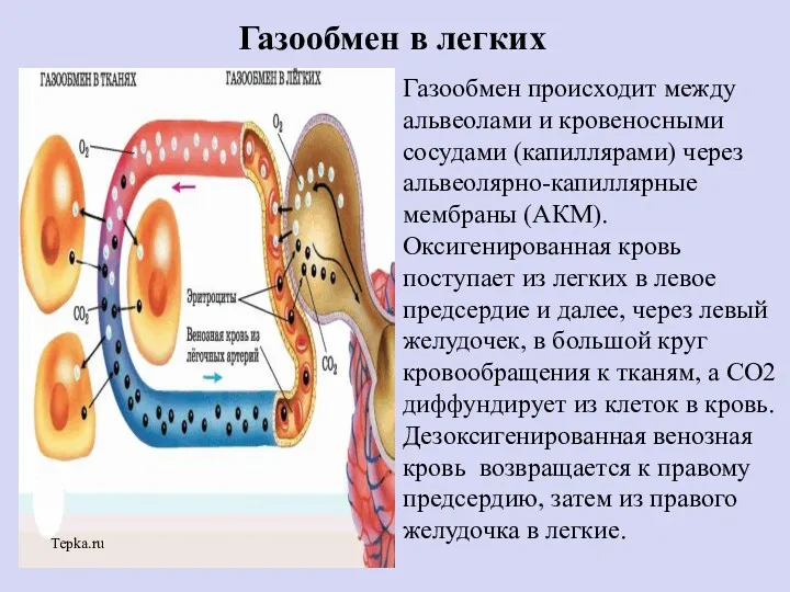 Tepka.ru Газообмен происходит между альвеолами и кровеносными сосудами (капиллярами) через