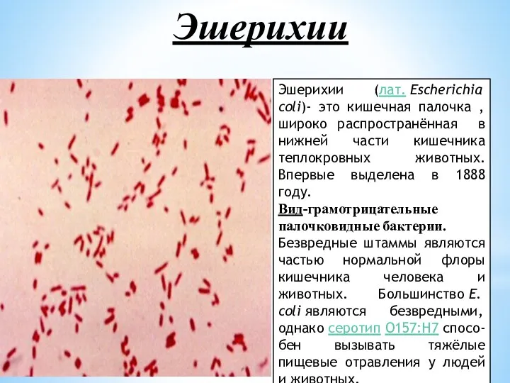 Эшерихии Эшерихии (лат. Escherichia coli)- это кишечная палочка , широко