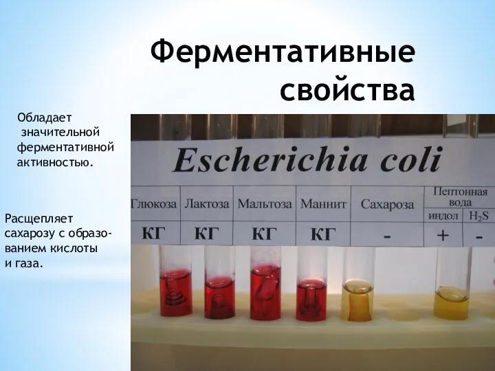 Ферментативные свойства Расщепляет сахарозу с образо- ванием кислоты и газа. Обладает значительной ферментативной активностью.