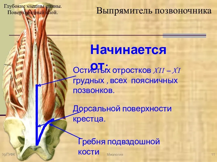 Выпрямитель позвоночника Начинается от: Дорсальной поверхности крестца. Остистых отростков XII