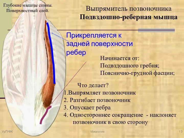 Начинается от: Подвздошного гребня; Пояснично-грудной фасции; Прикрепляется к задней поверхности