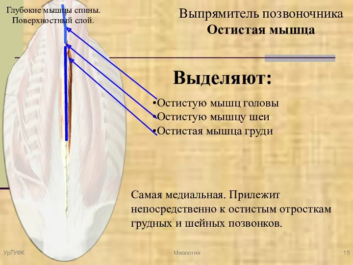 Выпрямитель позвоночника Остистая мышца Самая медиальная. Прилежит непосредственно к остистым