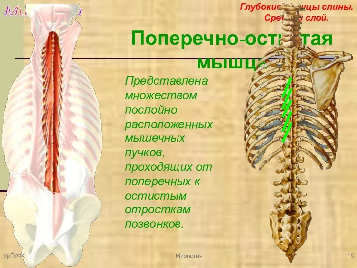 Миология Глубокие мышцы спины. Средний слой. Поперечно-остистая мышца Представлена множеством
