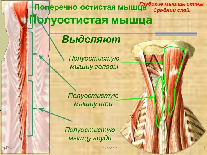 Миология Глубокие мышцы спины. Средний слой. Поперечно-остистая мышца Полуостистая мышца