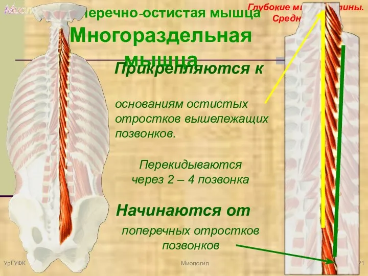 Миология Глубокие мышцы спины. Средний слой. Поперечно-остистая мышца Многораздельная мышца
