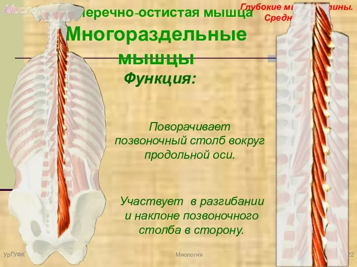 Миология Глубокие мышцы спины. Средний слой. Поперечно-остистая мышца Многораздельные мышцы