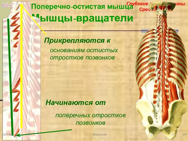 Миология Глубокие мышцы спины. Средний слой. Поперечно-остистая мышца Мышцы-вращатели Начинаются