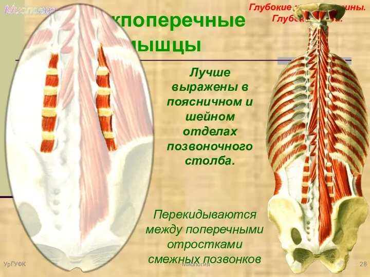Миология Глубокие мышцы спины. Глубокий слой. Межпоперечные мышцы Лучше выражены