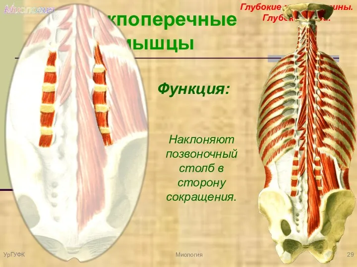 Глубокие мышцы спины. Глубокий слой. Миология Межпоперечные мышцы Функция: Наклоняют