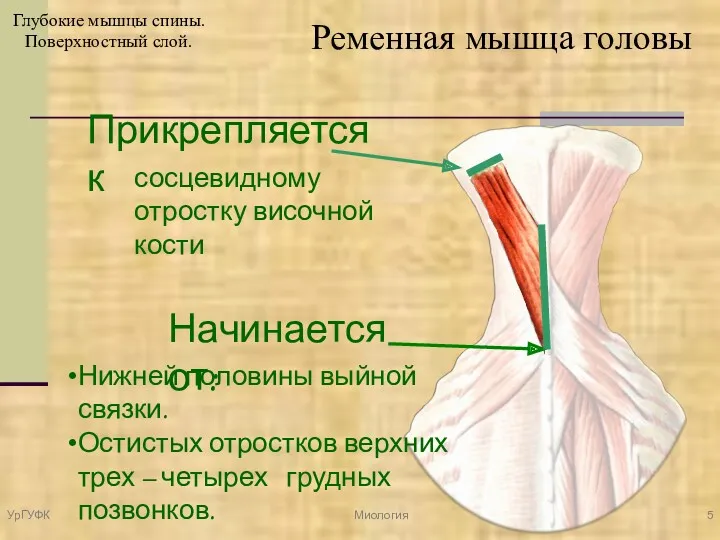 Начинается от: Нижней половины выйной связки. Остистых отростков верхних трех