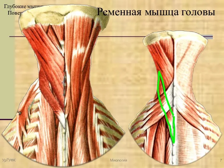 Глубокие мышцы спины. Поверхностный слой. УрГУФК Миология Ременная мышца головы