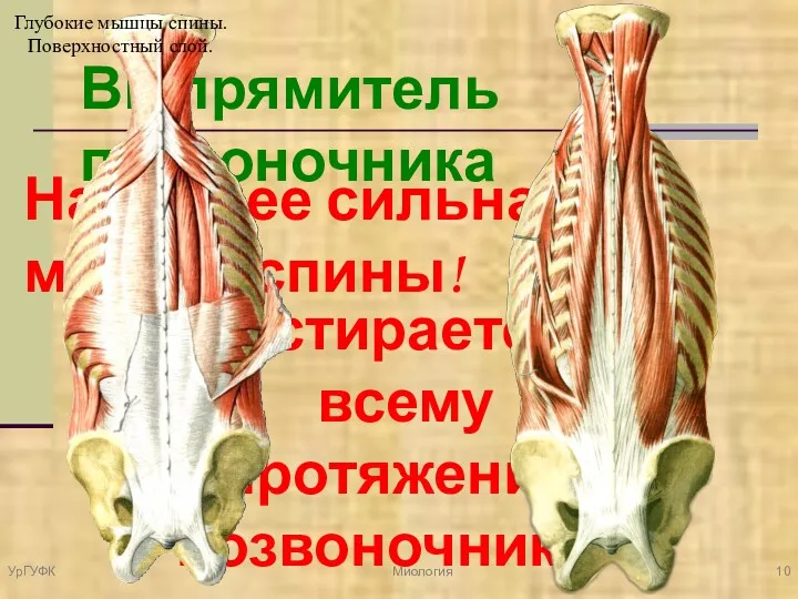 Выпрямитель позвоночника Наиболее сильная мышца спины! Простирается по всему протяжению