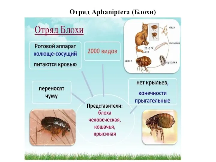 Отряд Aphaniptera (Блохи)