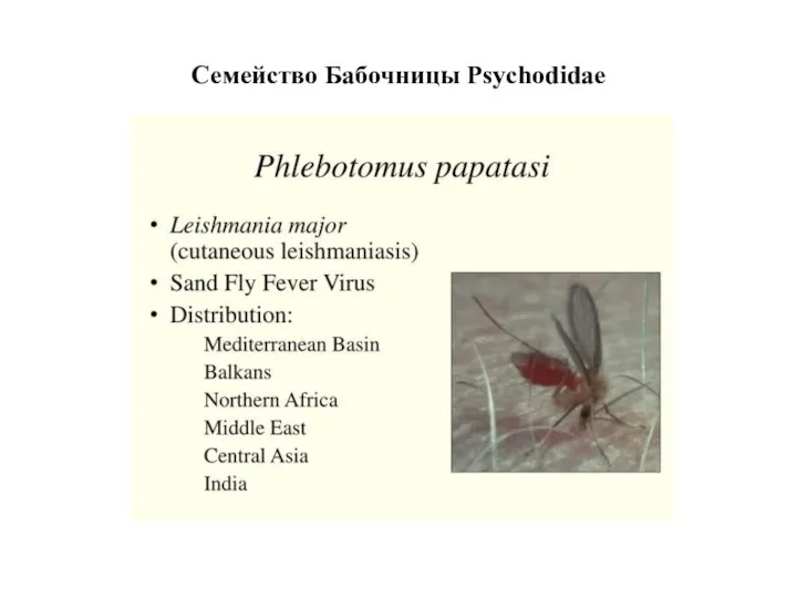 Семейство Бабочницы Psychodidae