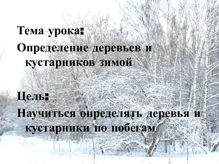 Тема урока: Определение деревьев и кустарников зимой Цель: Научиться определять деревья и кустарники по побегам