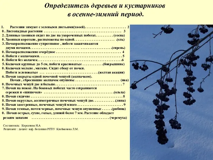 Определитель деревьев и кустарников в осенне-зимний период. Растения зимуют с