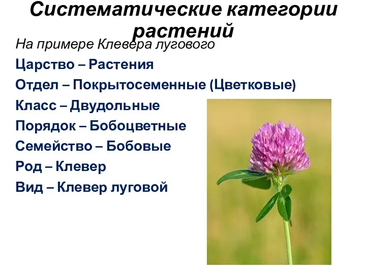 Систематические категории растений На примере Клевера лугового Царство – Растения