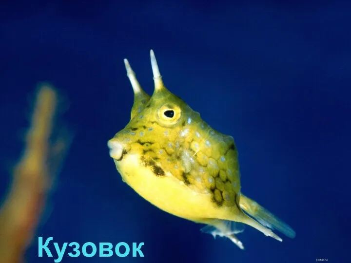 Кузовок