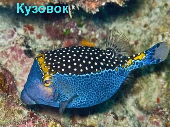 Кузовок