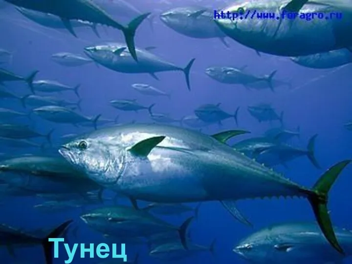 Сельдь Тунец