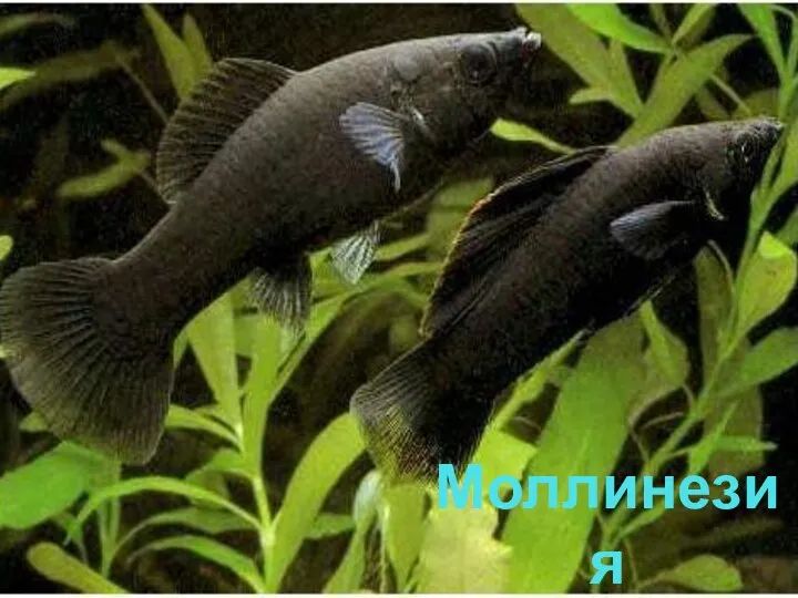 Моллинезия