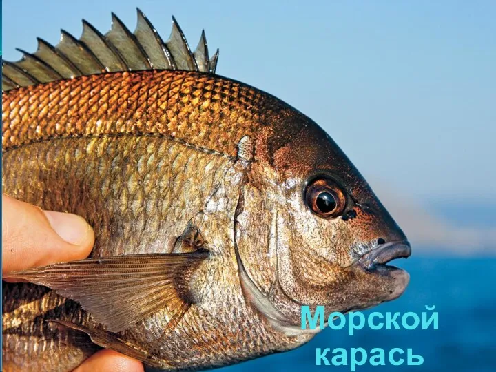 Морской карась