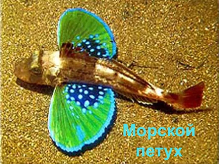 Морской петух